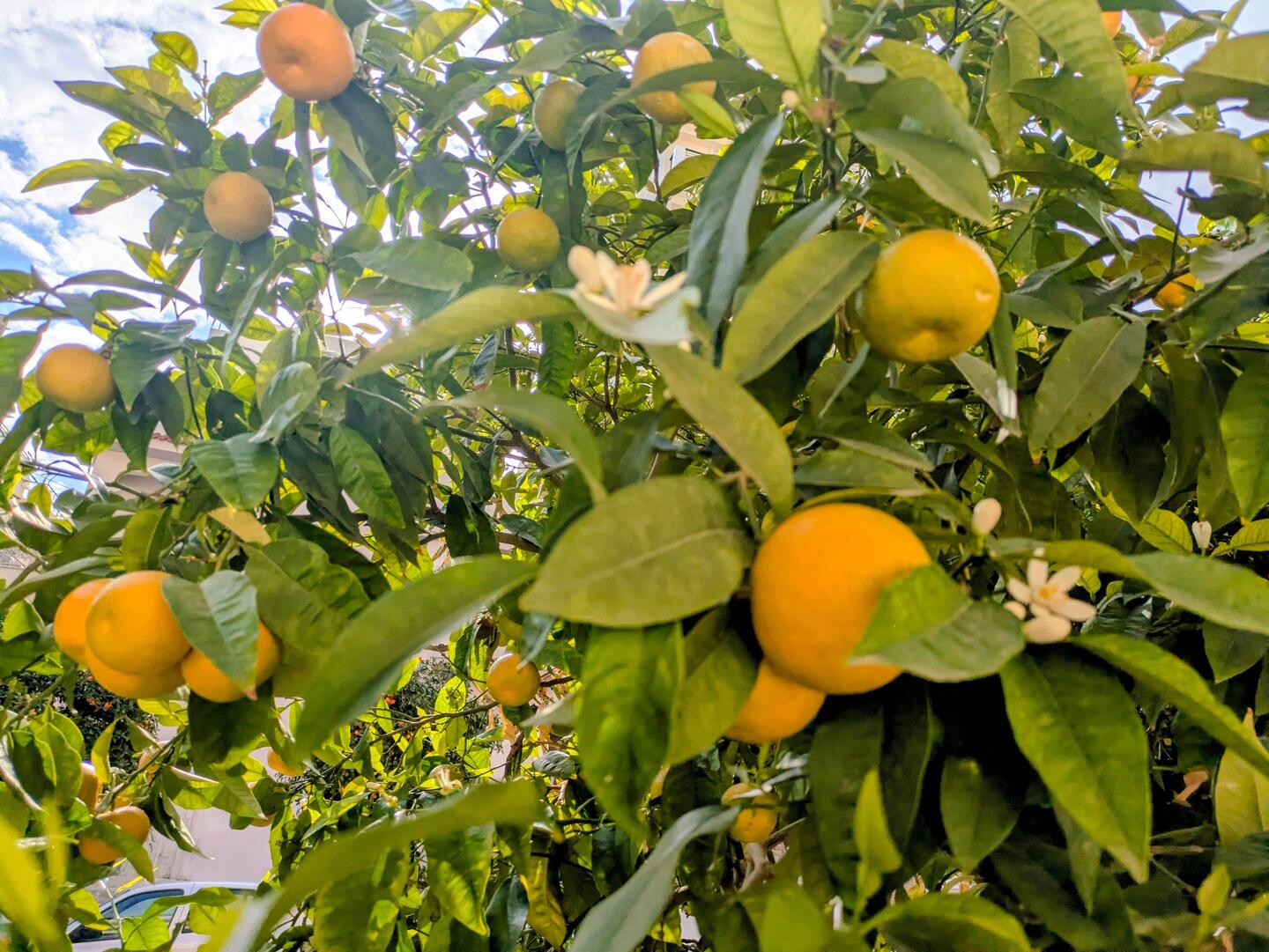 Ganz andere Flora als im grauen Wien