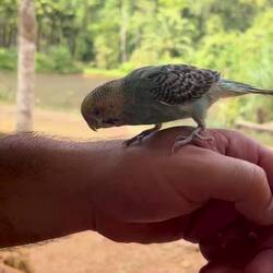 Natürliche Haarentfernung