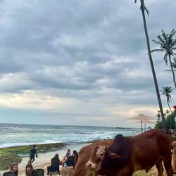 Kühe am Strand 🐮