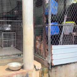 Animal SOS Sri Lanka - Sanctuary