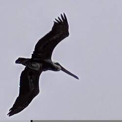 Ein einsamer Pelikan