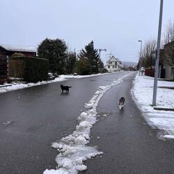 Our cats Buddy and Diego