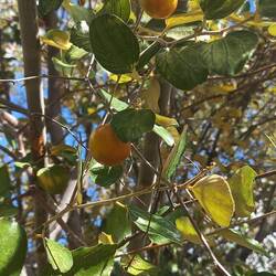 Jujubier... c'est pas mauvais, un peu comme la pomme...