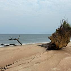 Der Baum erinnert mich an "Alle meine Entchen... Köpfchen in das Wasser, Schwänzchen in die Höh."