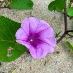Blütenpracht am Strand