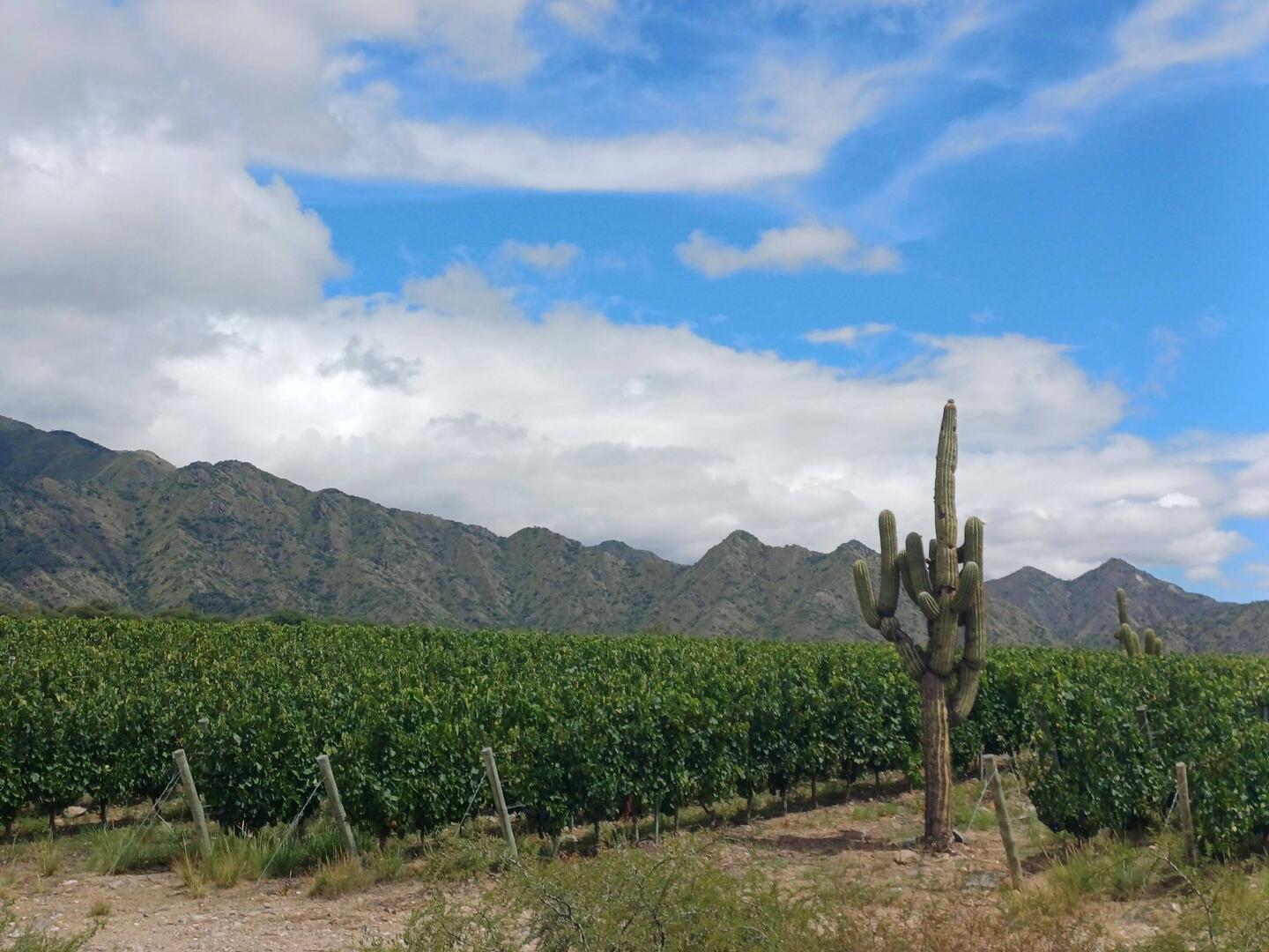 Wein rund um Cafayate