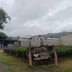 Bodega Domingo Molina