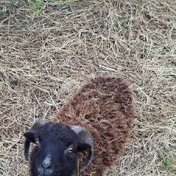 ....und ein neugieriger Bewohner