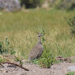 Elegant Crested-Tinamou