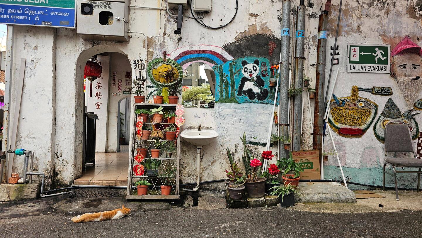 Posiert oder schläft die Katze?!?