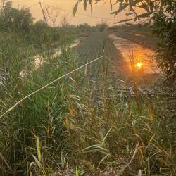 Sunset over pineapple fields