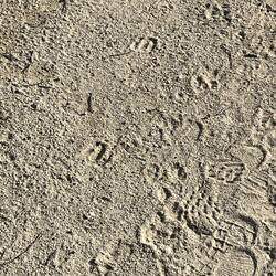 Lots of Javelina tracks, along with human tracks. But I didn't see any.