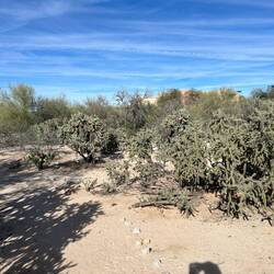 Scenery along my walk. Mostly in a wash area. (River bed)