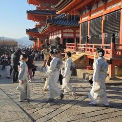 Viele Mädchen im Kimono