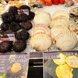 Seeigel & Riesenmuscheln