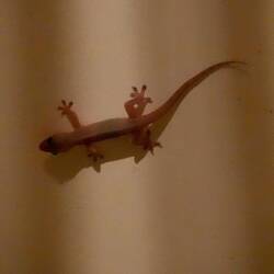 Zaungast von der Decke