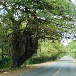 Tolle Bäume am Straßenrand