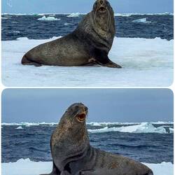 My, what sharp teeth you have! ... fur seal on a floe — Weddell Sea, Antarctica.