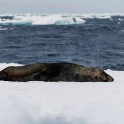 Fur seal asleep on a floe — Weddell Sea, Antarctica.