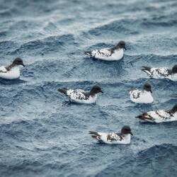Pintado petrels resting on the water — Weddell Sea, Antarctica.