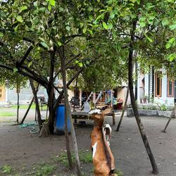 Goat walking on his hind legs to reach the leaves