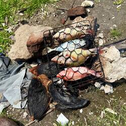 Adi cooking our BBQ fish lunch in the yard. Coconut husks for fuel