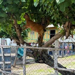 Then decided to make life easier for himself