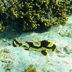 Orientalische Süßlippe