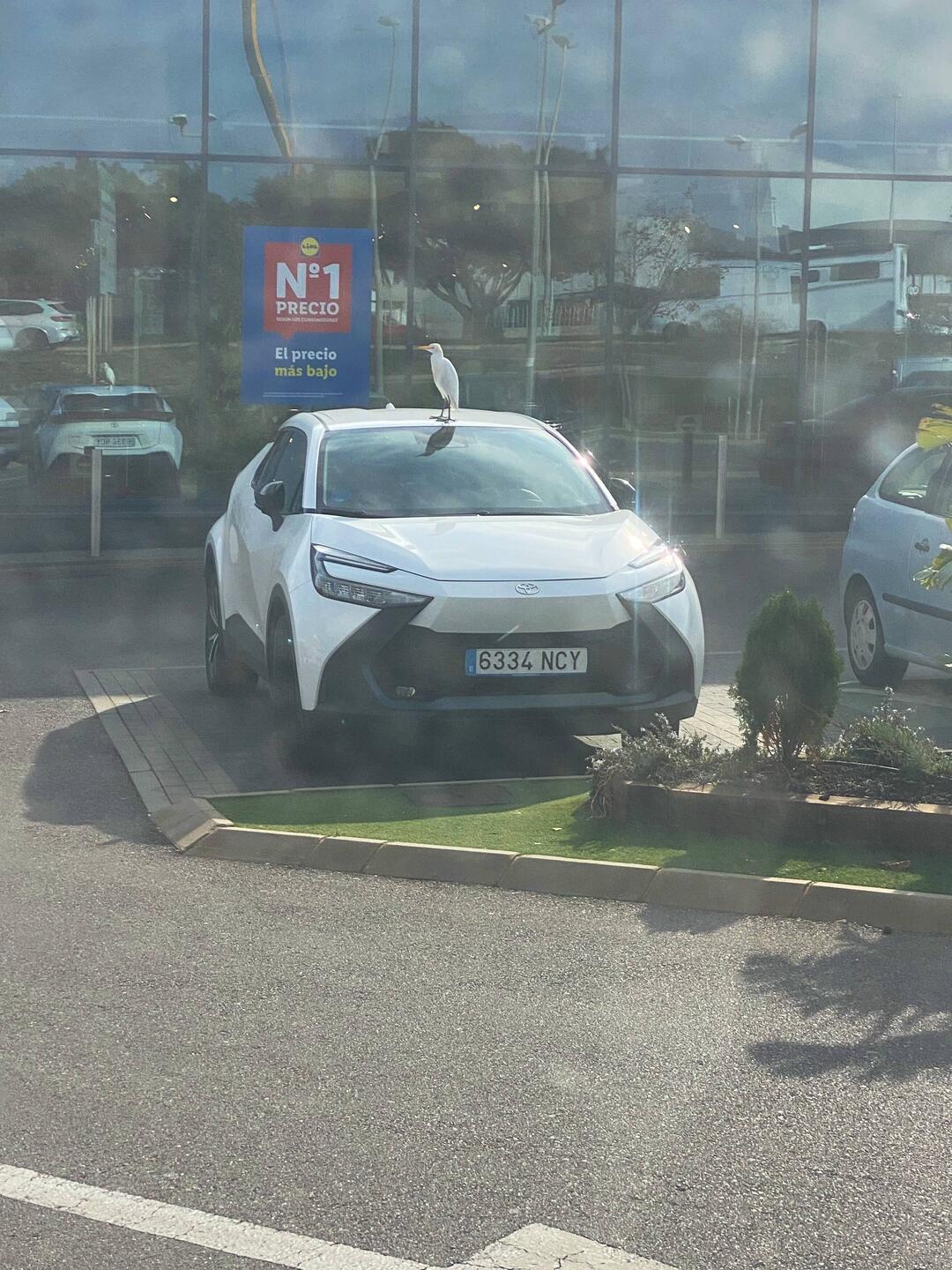 Ungewöhnlicher Kunde beim Lidl - vielleicht braucht er ja einen Lift?