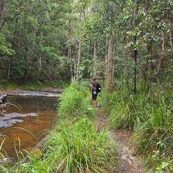 Looking for koalas 🐨