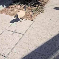 A Pied Butcherbird....I think