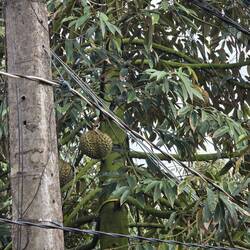 Durian tree