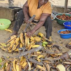 hier werden Bananenchips hergestellt