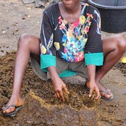 aus dem gepressten werden die Kerne gesammelt