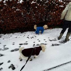 Teddy (best dog in the village) and friend Sam