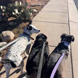 Tucson -Kobe, Sugar Bear, Daisy