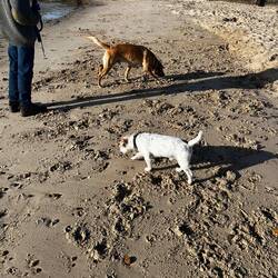 Mudeford. Rocko and Tommy