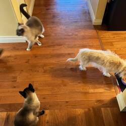 Fat cat (Alvin) Skinny cat (Moki) Izzy and scaredy cat (Cello) Duncan