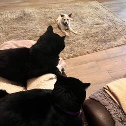 Hesperia - Max, Shaka (bad cat),Halo (good cat)