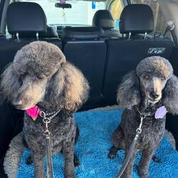 Piper and Daisy - Courtenay