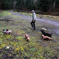 1 Blind cocker spaniel 5 mini dachshunds (Sandy,)