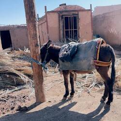 Holztransporter für die Öfen