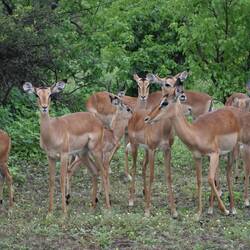grosse Impalaherden