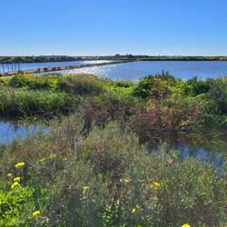 Im Naturpark Ria Formosa
