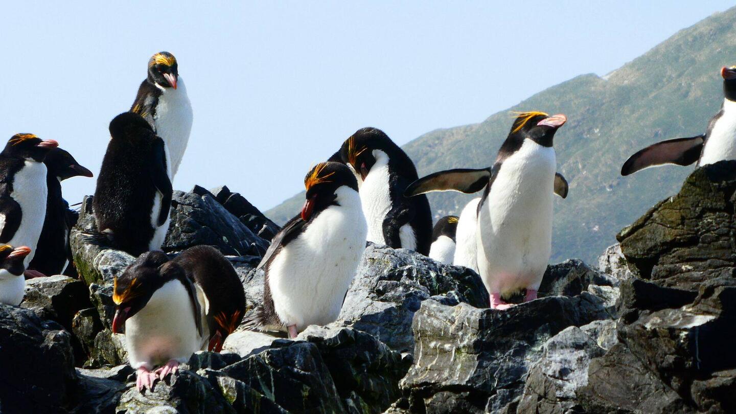 Macaronipinguin = Goldschopfpinguin