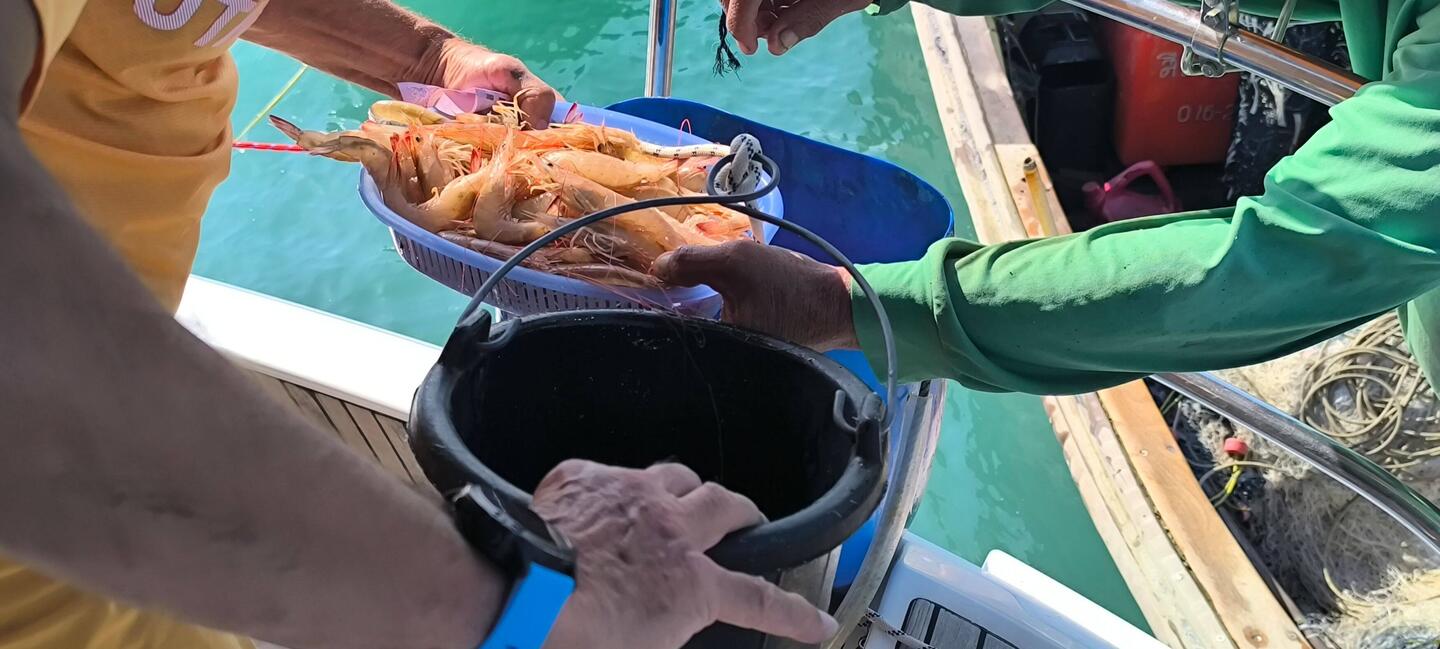 achat de crevettes , en pleine mer.