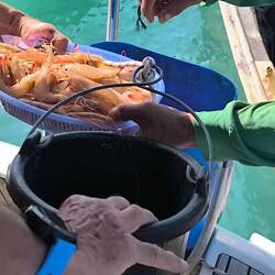achat de crevettes , en pleine mer.