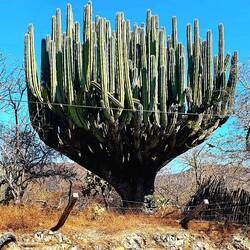 Das sind Riesenteile