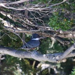Ringed Kingfisher