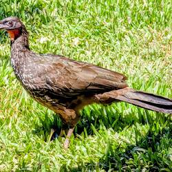 Dusky-legged Guan.
